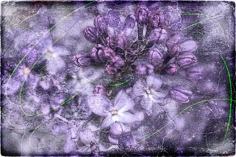 Arte digital titulada "A Small Lilac" por Arte Ermel, Obra de arte original