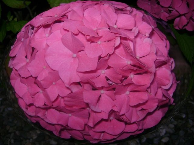 Fotografia intitolato "Pink Floral Ball" da Priya Gole, Opera d'arte originale