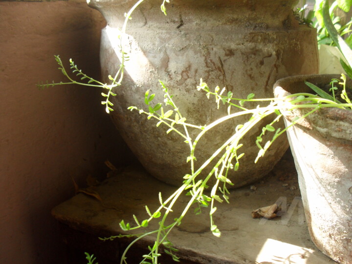 Photography titled "Morning Light" by Prodip Kumar Sengupta, Original Art, Digital Photography