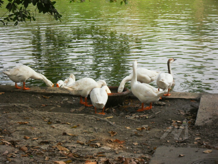 Photography titled "Lunchtime" by Prodip Kumar Sengupta, Original Artwork, Digital Photography