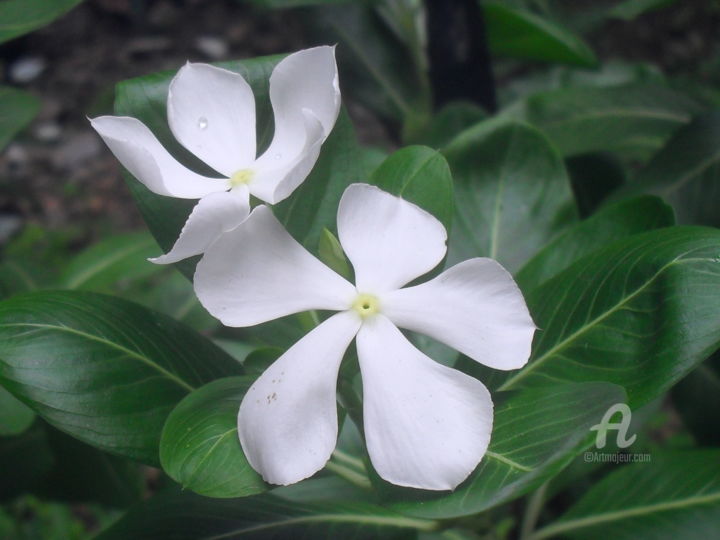 Fotografia zatytułowany „Nayantara flower” autorstwa Prodip Kumar Sengupta, Oryginalna praca, Fotografia cyfrowa