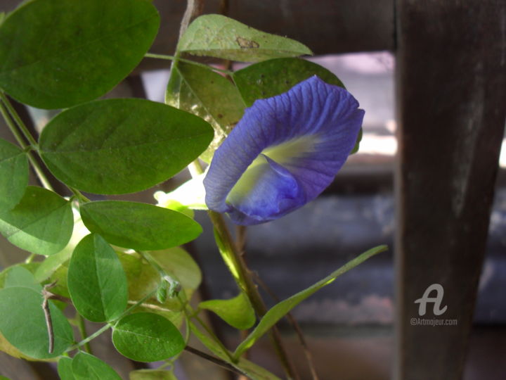 Photography titled "Aparajita Flower" by Prodip Kumar Sengupta, Original Artwork, Digital Photography
