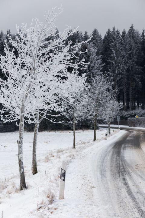 Fotografie mit dem Titel "Snow forest" von Dimitri Propp, Original-Kunstwerk, Digitale Fotografie