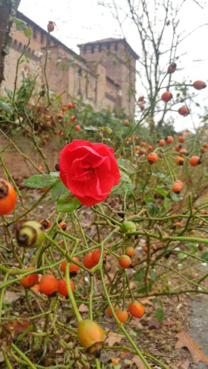 Fotografía titulada "Rouge" por Pulcinella Amica Mia, Obra de arte original