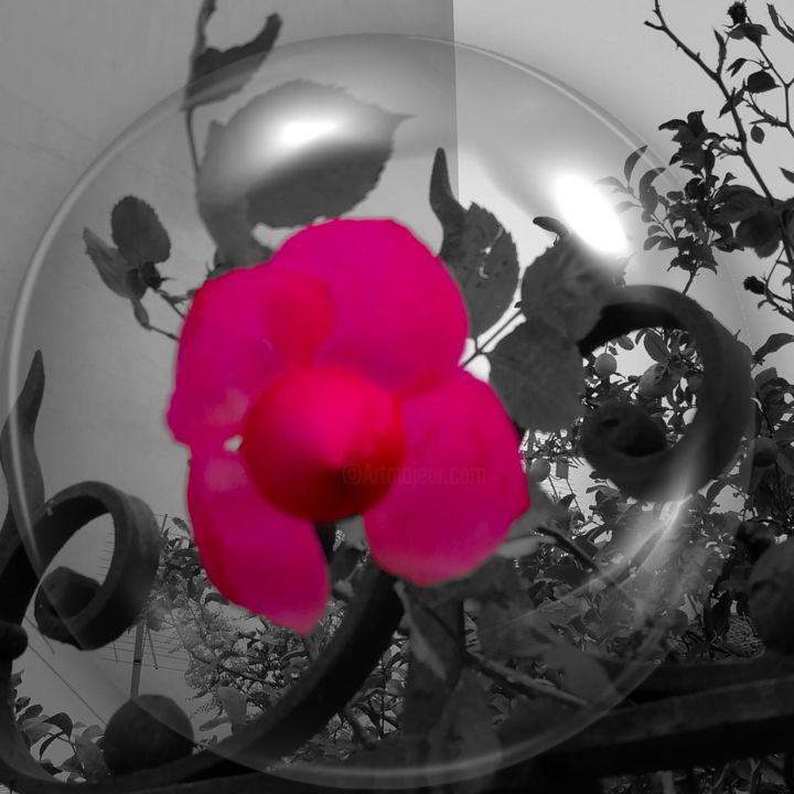 Photographie intitulée "The Rose" par Punto, Œuvre d'art originale, Photographie numérique