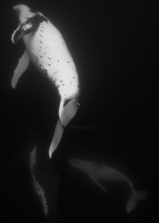 Photographie intitulée "Dance Of The Humbac…" par Queeny Van Der Zande, Œuvre d'art originale, Photographie numérique