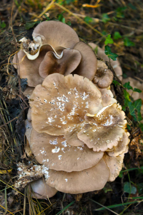 Photography titled "Champignons en fleu…" by Quentin Cayet, Original Artwork