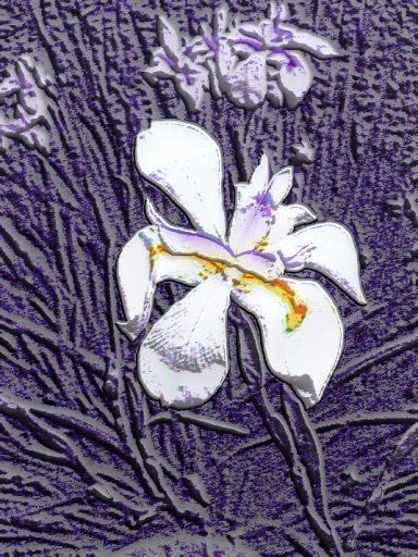Digital Arts titled "Purple White Flower" by Bill Hunt, Original Artwork