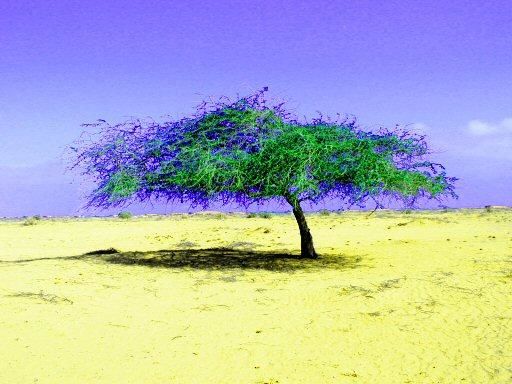 Digital Arts με τίτλο "Tree 2" από Bill Hunt, Αυθεντικά έργα τέχνης