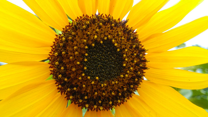 Fotografía titulada "Sunflower closeup w…" por Rahul, Obra de arte original, Fotografía digital