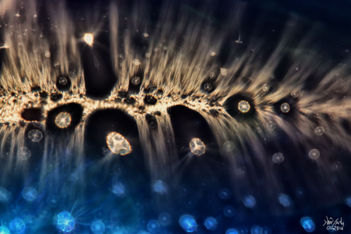 Photographie intitulée "Les méduses affolée…" par Rached Miladi (Le mutagraphe), Œuvre d'art originale