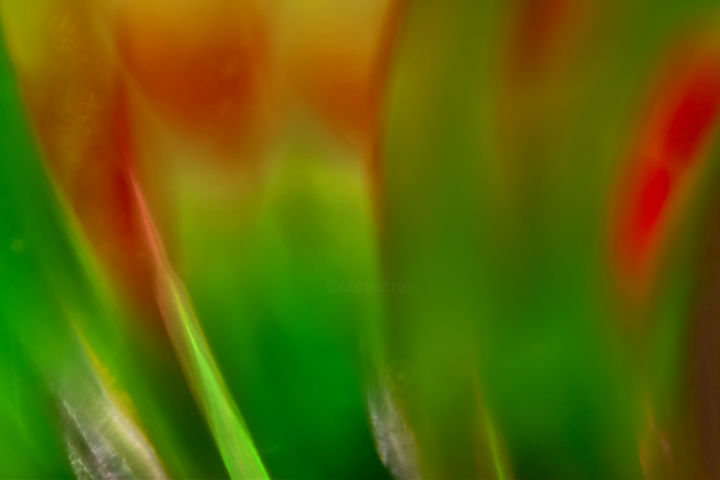 Photographie intitulée "Champs de tulipes c…" par Rached Miladi (Le mutagraphe), Œuvre d'art originale