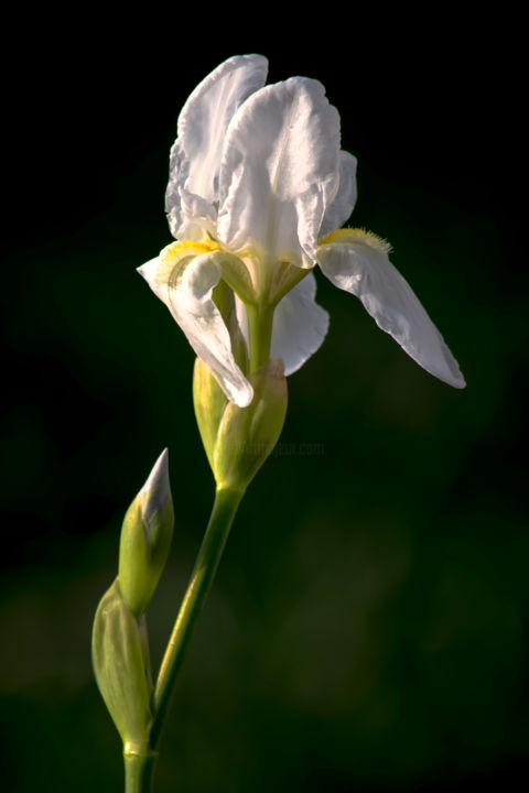 Fotografía titulada "Iris blanche." por Rached Miladi (Le mutagraphe), Obra de arte original