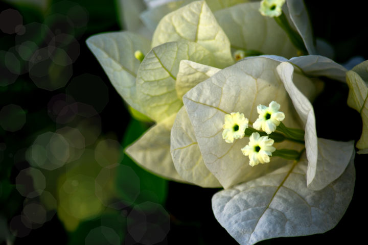 Photography titled "Le bougainvillier b…" by Rached Miladi (Le mutagraphe), Original Artwork