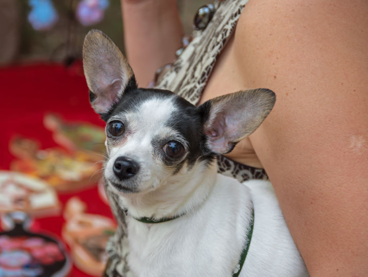 Photography titled "Chihuahua small dog" by Art$Art, Original Artwork, Digital Photography