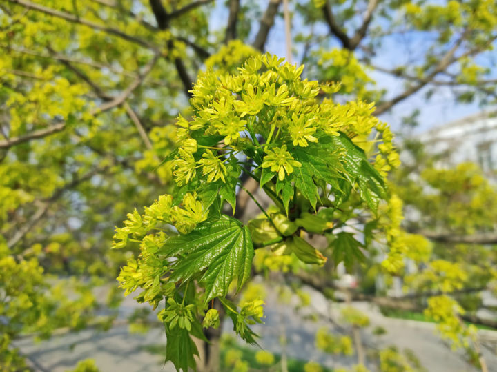 Фотография под названием "Flowering branch of…" - Art$Art, Подлинное произведение искусства, Цифровая фотография