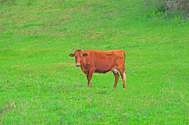 Photography titled "Cow grazes on meado…" by Art$Art, Original Artwork, Digital Photography