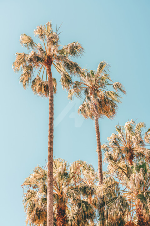 Photography titled "Palm Trees, Summer…" by Radu Bercan, Original Artwork, Digital Photography