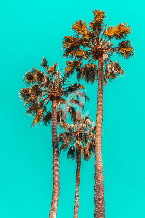 Photography titled "Palm Spring Trees,…" by Radu Bercan, Original Artwork, Digital Photography