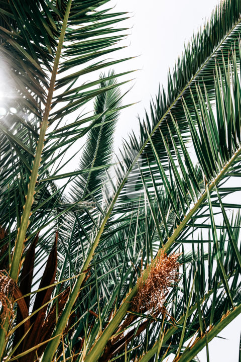 Photographie intitulée "Palm Tree Leaves Pr…" par Radu Bercan, Œuvre d'art originale, Photographie numérique