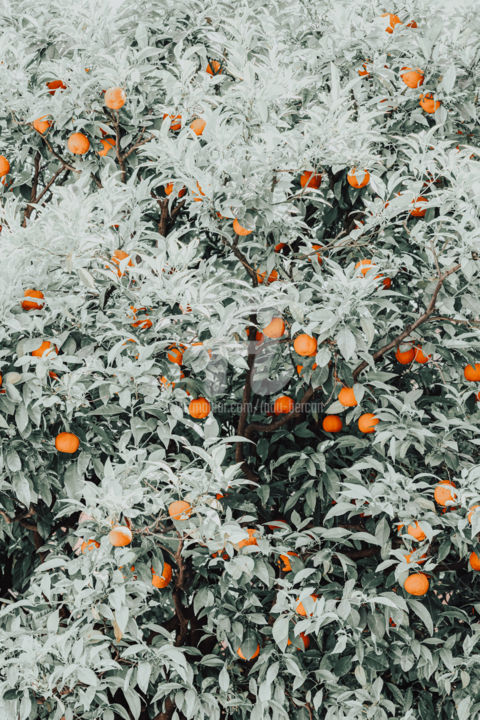 Fotografía titulada "Orange Fruits Print…" por Radu Bercan, Obra de arte original, Fotografía digital