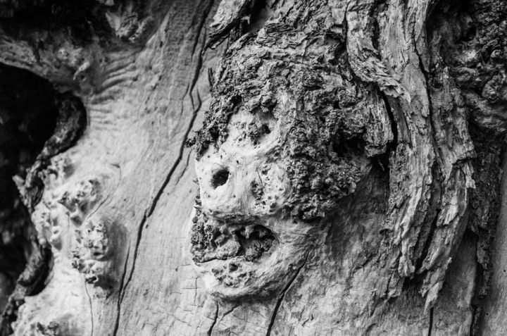 Photography titled "Father Tree" by Radu Ilie, Original Artwork, Digital Photography