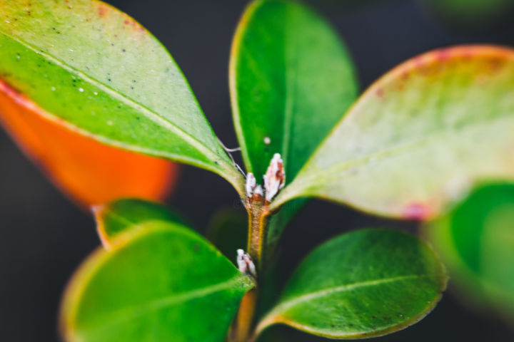 Fotografia intitulada "Plantas de perto" por Rafaela Cobrine, Obras de arte originais, Fotografia digital