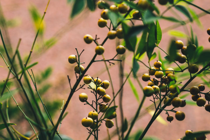 Fotografia intitulada "Em meio as plantas" por Rafaela Cobrine, Obras de arte originais, Fotografia digital