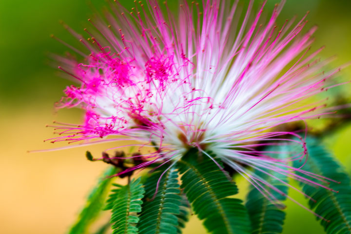 Fotografia intitulada "Dança de cores flor…" por Rafaela Cobrine, Obras de arte originais, Fotografia digital