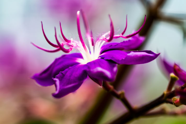 Fotografia intitulada "Purple flower" por Rafaela Cobrine, Obras de arte originais, Fotografia digital