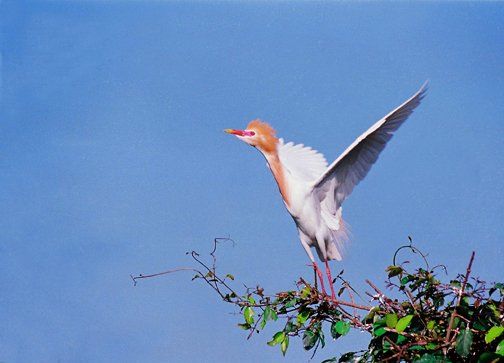 Fotografia intitolato "CATTLE EGRET" da Arun Urs, Opera d'arte originale