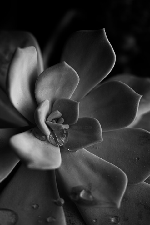 Fotografia intitolato "Echeveria lilacina…" da Rami El Biaine, Opera d'arte originale, Fotografia digitale