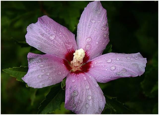 Fotografia intitulada "Flor 10" por Ramon Oliveras, Obras de arte originais