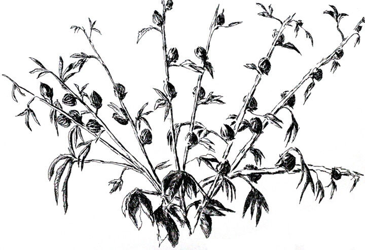 "ink flowers drawing…" başlıklı Resim Raphael Perez tarafından, Orijinal sanat, Mürekkep