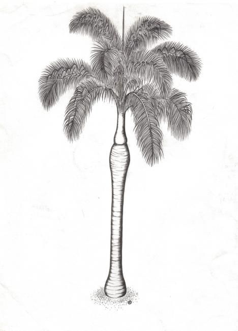 绘画 标题为“Royal Palm” 由Raphael Gottlieb, 原创艺术品, 油