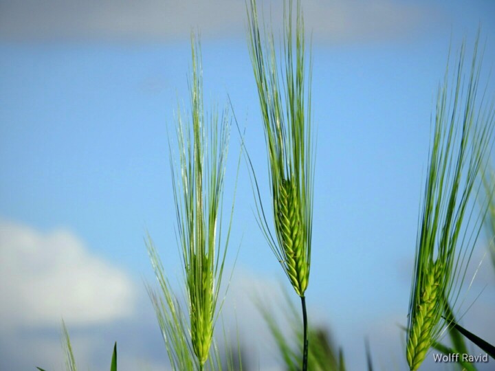 Photography titled "Wheat" by Ravid Wolff, Original Artwork