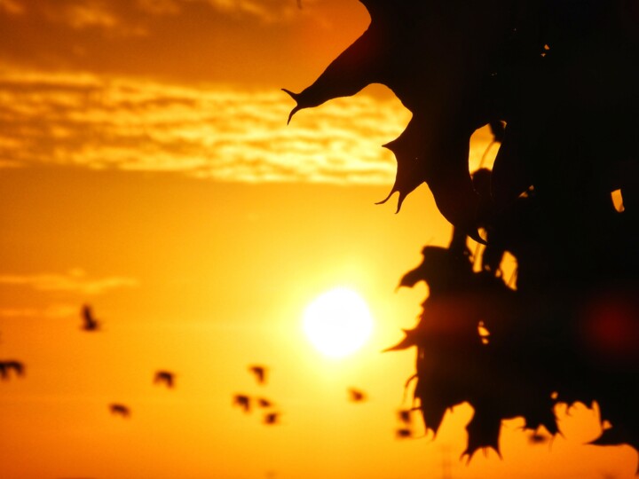 Fotografia zatytułowany „Birds fly over the…” autorstwa Ravid Wolff, Oryginalna praca