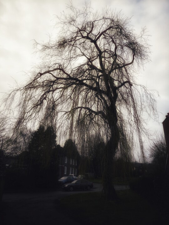 Photography titled "Weeping willow" by Ravid Wolff, Original Artwork