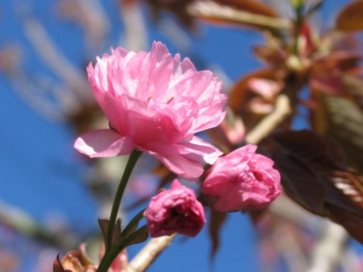 Fotografia intitolato "Pretty Pink" da Bongshei, Opera d'arte originale