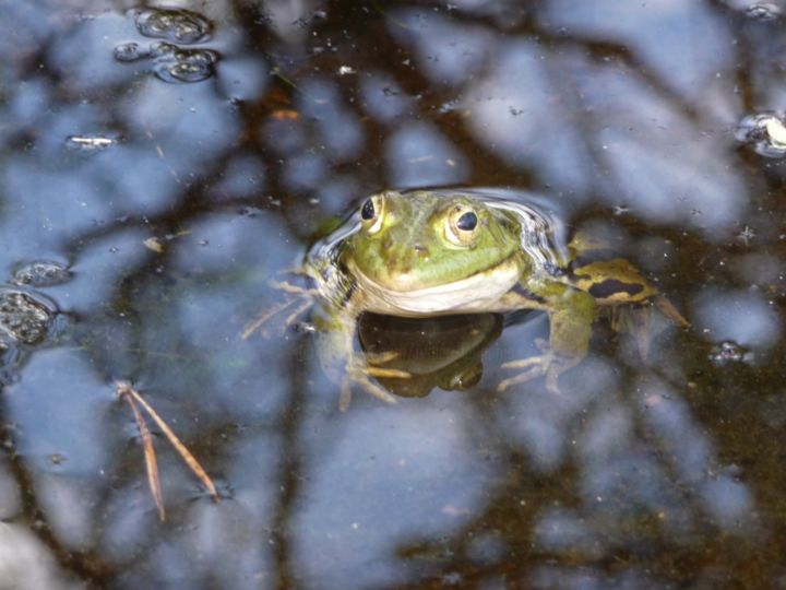 Fotografia intitolato "grenouille de Fonta…" da Régine Ledanois, Opera d'arte originale