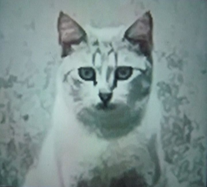 Photographie intitulée "le chat qu'on appel…" par Régine Ledanois, Œuvre d'art originale
