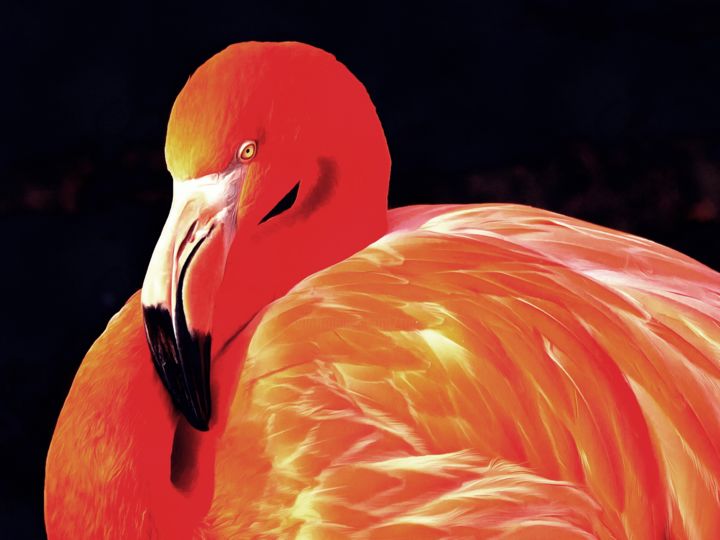 Fotografie mit dem Titel "Flamingo - Flamant" von Reiner Borner, Original-Kunstwerk, Digitale Fotografie