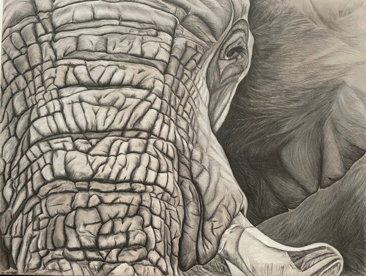 Tekening getiteld "Elephant 2" door Rémi Capobianco, Origineel Kunstwerk, Potlood