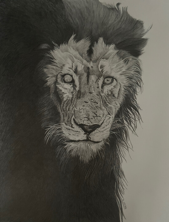 Drawing titled "Lion" by Rémi Capobianco, Original Artwork, Pencil