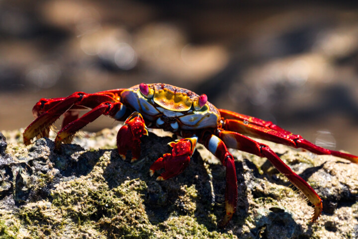 Photography titled "Sally Lightfoot crab" by Rémi Carbonaro, Original Artwork, Digital Photography Mounted on Aluminium