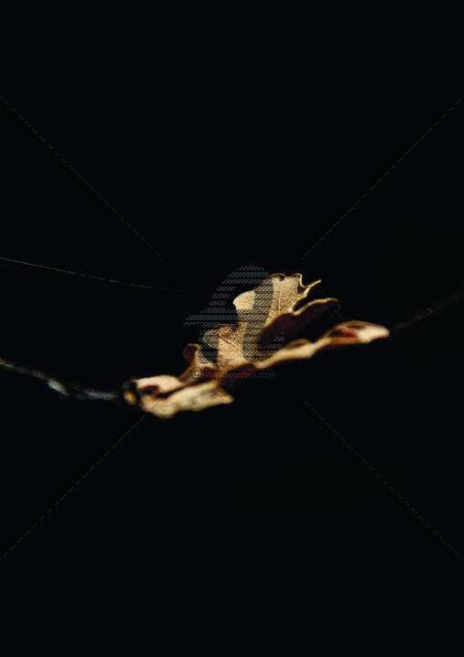 Photographie intitulée "Feuille volante" par Rémibtx, Œuvre d'art originale, Photographie numérique