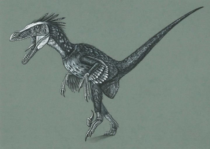 Velociraptor, Dibujo por Remigius Sebastian Sappa | Artmajeur