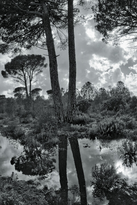 Fotografie getiteld "Dans la forêt après…" door Rémy Vallée, Origineel Kunstwerk, Niet gemanipuleerde fotografie