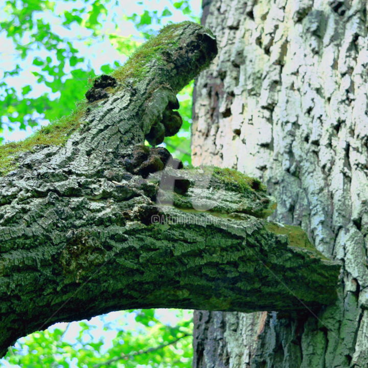 Photographie intitulée "Végétal 13" par Renaud Klumpp, Œuvre d'art originale, Photographie numérique