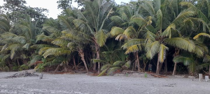 Photography titled "MARTINIQUE cocotier" by Rene Hugon, Original Artwork, Non Manipulated Photography